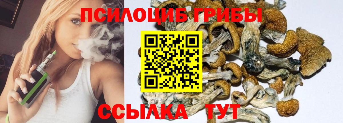 Псилоцибиновые грибы Psilocybe Тимашёвск